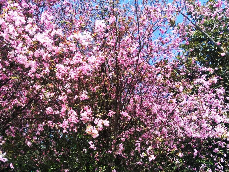 988pay钱包 -轻松支付,放心选择